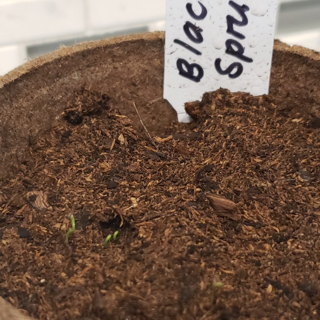 Black Spruce Seedlings