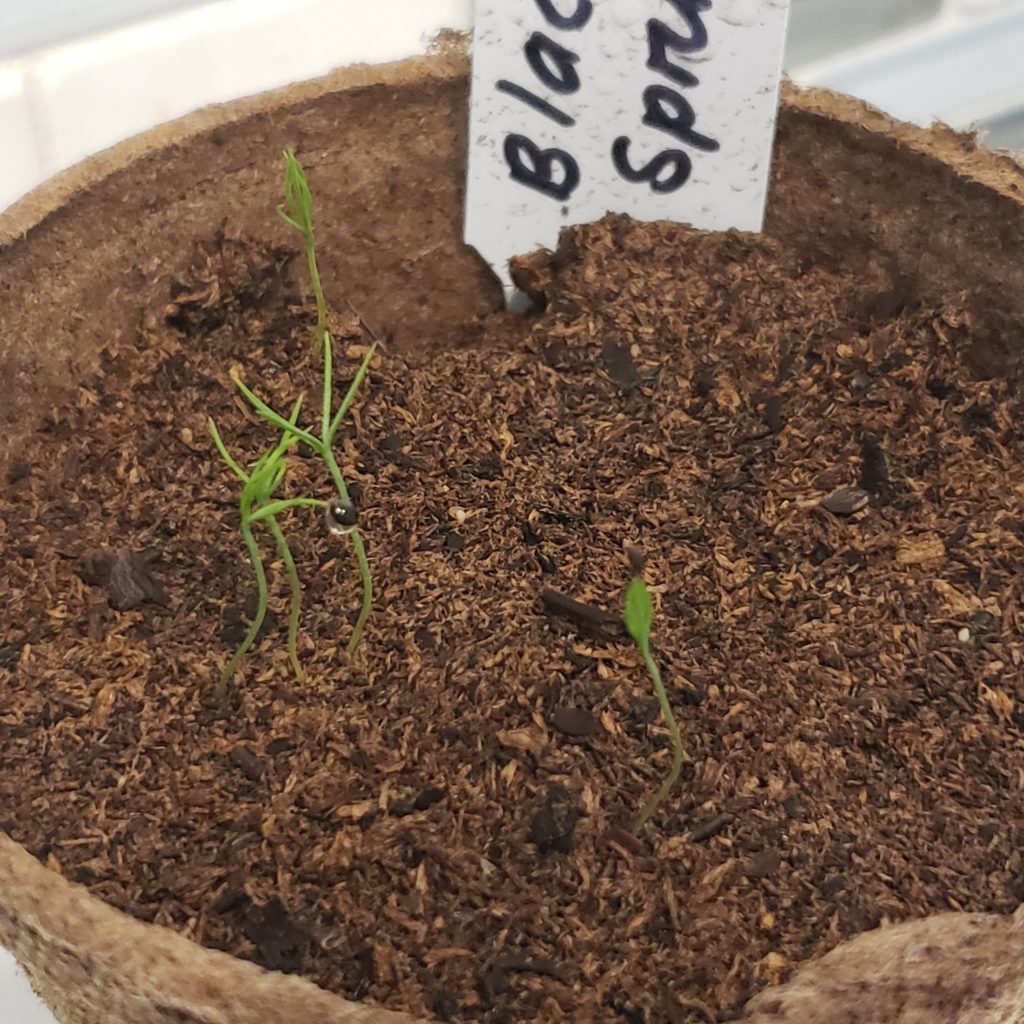 Black Spruce Seedlings