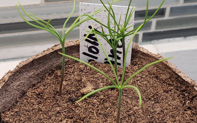 Loblolly Pine Seedling