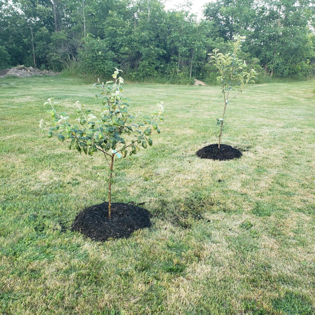 Planted Apple Trees