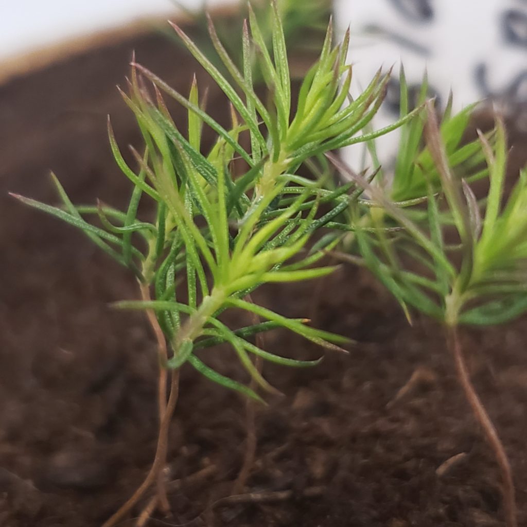 Black Spruce Seedling